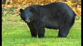 Top 10 Biggest Bears In The World