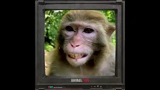 Monkey Laughing  | Try Not To Laugh #Shorts