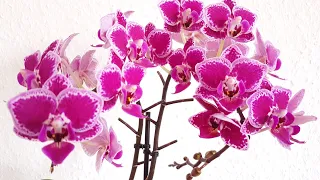 GVOS2020 - Phalaenopsis 'Chia E Yenlin'