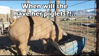 How to DETERMINE when a SOW(female pig) will GIVE BIRTH!!!