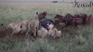 Lions vs hyena, over food