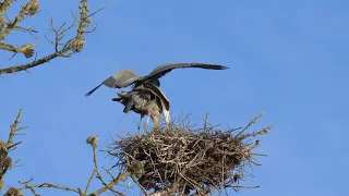 Great Blue Herons - nesting