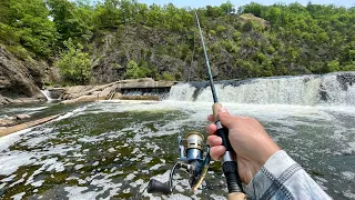 This River Dam is LOADED with Fish!