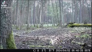 Drei Wölfe im Wald.