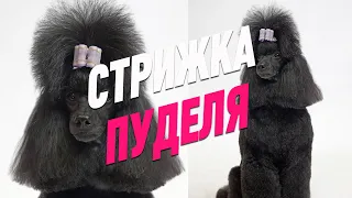 СТРИЖКА ПУДЕЛЯ / ГРУМИНГ ПУДЕЛЯ / Эпизод МАСТЕР-КЛАССА / GROOM SCHOOL