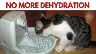 5 Best Cat Water Fountains in 2023