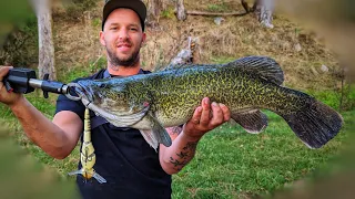 Kiewa Murray Cod smashing a Barambah Bidgiwong 200 surface lure in Light Natural colour