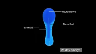 15  The Development of the Nervous System