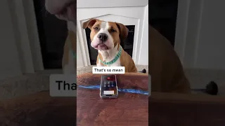 Dog prank called a pet groomer and the police.