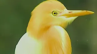 The Best Sounds Of 50 Species Of Birds 🐦 you've probably heard them #youtube #birds#animals #sounds