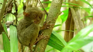 Tarsier Primate - The Littlest Alien | Funny Animal Moments