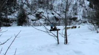 contamines montjoie chiens de traineaux