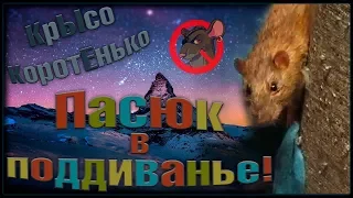 Пасюк Ючики в "Поддиванье", или когда на тебя кладут... хвост! (Wild Rats | Дикие Крысы)