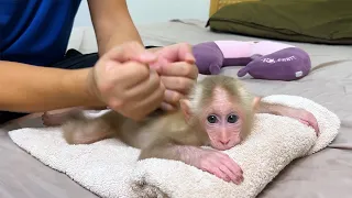 Monkey BiBi loves swimming and loves being massaged by his father!