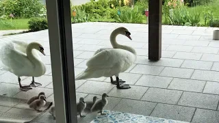 Friend Swan brought his family