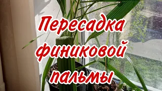 Пересадка финиковой пальмы