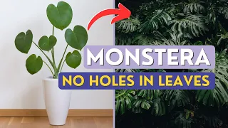 Monstera NO HOLES in Leaves | I Wish I Knew This 10 Years Ago