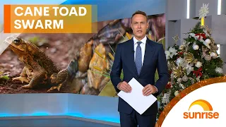 Baby cane toad invasion: The unbelievable photos from Australia | Sunrise