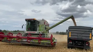 Žně 2023 - pšenice | CLAAS Commandor 228 cs & LIAZ 151.261 4x4