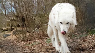 Atka's Twenty-Wolf Howl