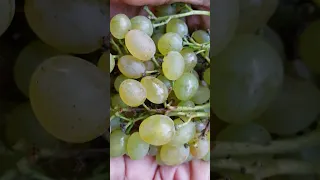 Саженцы винограда Кишмиш Русбол улучшенный Питомник Садоград