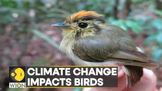 WION Climate Tracker: Birds are changing migratory routes due to climate change