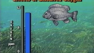 Effects Of Dissolved Oxygen On Fish