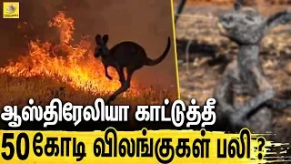 உலகை அதிரவைத்த ஆஸ்திரேலிய காட்டுத்தீ : 50 Crore Animals Killed in Australia wildfires ?