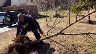 Relocating huge peach trees hundreds of miles away to our farm