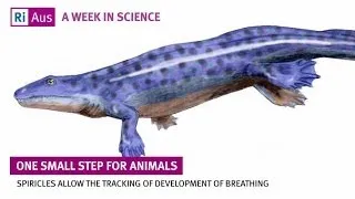 The Evolution of Walking and Breathing - A Week in Science