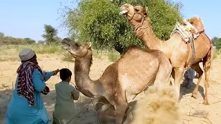 camel mating process | male female mating season | camel enjoying winter season | camels lovers