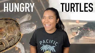 My Turtles Love Feeding Time! | How I feed my turtles