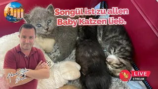 Songül ist zu allen Baby Katzen lieb.