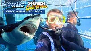 SHARK CAGE DIVING ! 🦈 GREAT WHITE SHARKS - Port Lincoln, South Australia