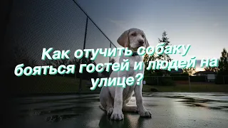 Как отучить собаку бояться гостей и людей на улице?