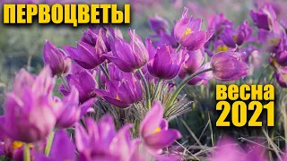 Первоцветы. Весна 2021. Оренбургская область