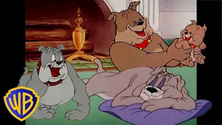 Tom & Jerry em Português 🇧🇷 | Brasil | O Melhor do Spike 🐶 | @WBKidsBrasil​