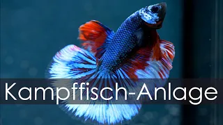 Unsere Kampffisch-Anlage - So halten wir 150 Kampffische | Aquado-Zoo Dortmund