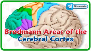 Brodmann areas of the cerebral cortex / Lobes of the brain: Structure and function / Neuroanatomy