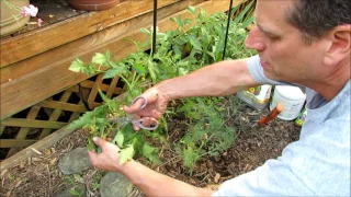 All About Determinate Tomato Care: Pruning, Staking, Feeding, Calcium & Let it Go!
