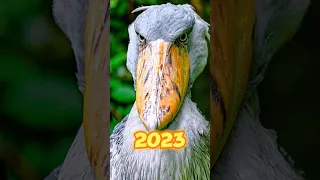 2023 shoebill bird😳 vs monster shoebill bird😈😨 #shorts #viral