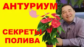 Секреты полива антуриума. [ВСЕ ПО УМУ]