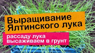 Ялтинский лук высаживаем в грунт