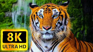 8K Wildlife Animals - Wildlife Relaxation with Piano Music - 8K ULTRA HD