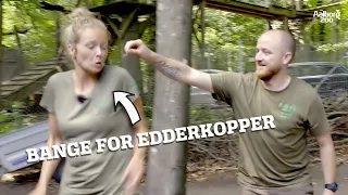 KATRINE ER BANGE FOR EDDERKOPPER | NUTTEDE MEN FARLIGE DYR | AALBORG ZOO VLOG 06