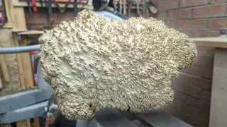 A VERY Thorny Challenge! : Woodturning the  spikey but beautiful Mallee Burl
