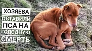 ОТ ПСА ОСТАЛСЯ СКЕЛЕТ😱Я В ШОКЕ ОТ УВИДЕННОГО