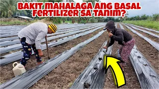 How to Apply Basal Fertilizer After Land Preparation? Panoorin