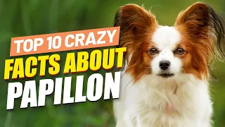 Should I Get A Papillon Dog? 🐕 Super Funny Facts About Papillon Dogs