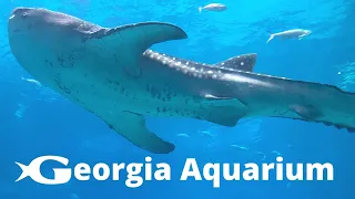 Georgia Aquarium Tour